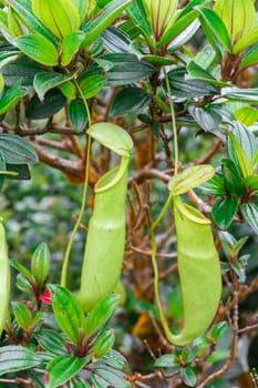 Nepenthes in the natural forest Is a type of animal eating plant