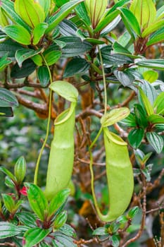 Nepenthes in the natural forest Is a type of animal eating plant