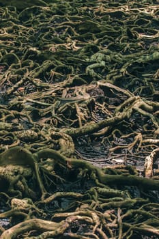 Many tree roots on the mangrove forest are used for adhesion.