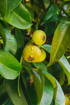 Mangosteen on the tree is a local Thai fruit. The taste is sweet, sour and has a mellow flavor.