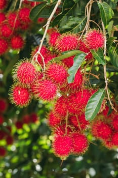 Rambutan on the tree is a sweet fruit That many people like Popular in Thailand