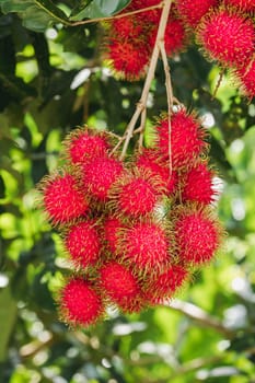 Rambutan on the tree is a sweet fruit That many people like Popular in Thailand