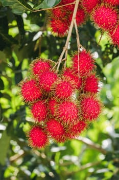 Rambutan on the tree is a sweet fruit That many people like Popular in Thailand