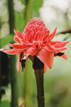 Torch Ginger is a biennial plant that has beautiful flowers. There is a growing popularity as cut flowers for sale.