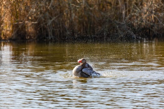 With lots of water splashes and drops, a mallard duck grooms itself in a pond in German spring