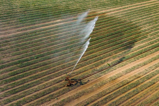 Water of an irrigation system on a field is atomized by wind into water mist from drone perspective