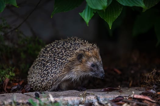 A western European hedgehog or brown-breasted hedgehog is looking for food in the evening, Darmstadt, Hesse, Germany