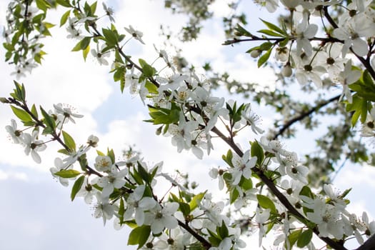 White bright cherry blossoms on a branch close up