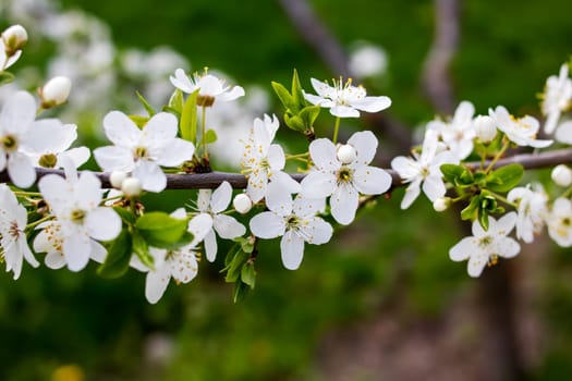 White bright cherry blossoms on a branch close up