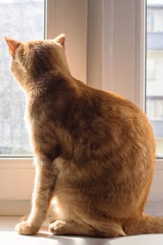 Ginger cat looking out the window on the windowsill