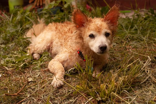 Photo curly wet red mongrel dog lies on grass. Pets .Washing wool.