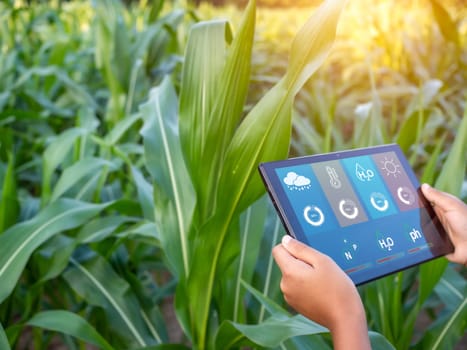 Smart Farming with IoT. Growing Corn Seedlings with Infographics. Smart Farming and Precision Agriculture 4.0, farmer hand holding tablet in corn field.