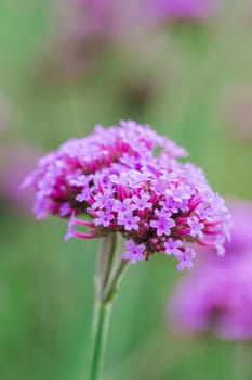 Verbena is blooming and beautiful in the rainy season.