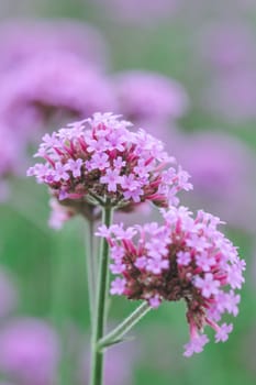 Verbena is blooming and beautiful in the rainy season.