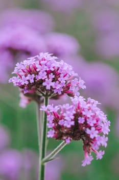 Verbena is blooming and beautiful in the rainy season.