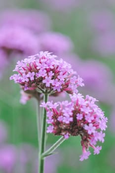 Verbena is blooming and beautiful in the rainy season.