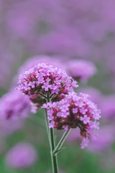 Verbena is blooming and beautiful in the rainy season.