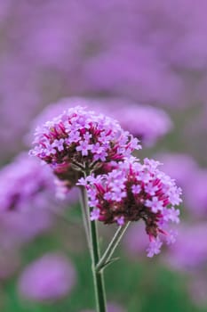 Verbena is blooming and beautiful in the rainy season.