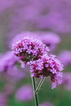 Verbena is blooming and beautiful in the rainy season.