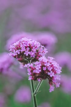 Verbena is blooming and beautiful in the rainy season.