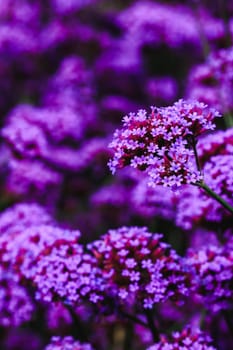 Verbena is blooming and beautiful in the rainy season.