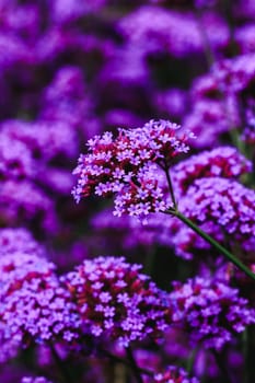 Verbena is blooming and beautiful in the rainy season.