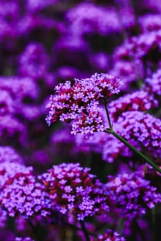 Verbena is blooming and beautiful in the rainy season.