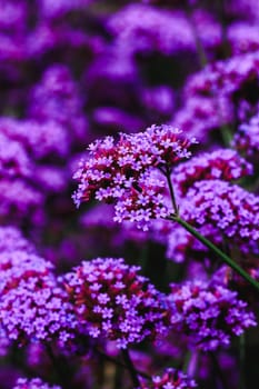 Verbena is blooming and beautiful in the rainy season.