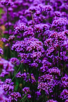 Verbena is blooming and beautiful in the rainy season.