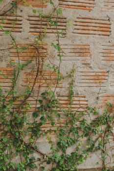 Ficus pumila on the old brick wall Popularly planted next to the wall