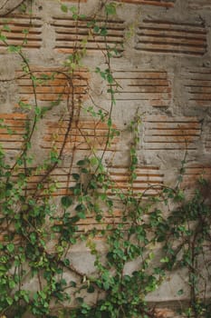 Ficus pumila on the old brick wall Popularly planted next to the wall