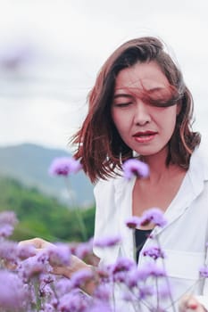 Women in the Verbena field are blooming and beautiful in the rainy season.