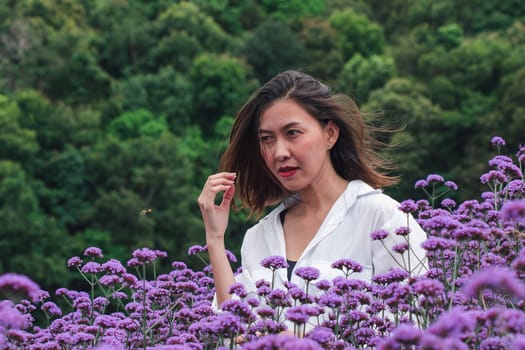 Women in the Verbena field are blooming and beautiful in the rainy season.