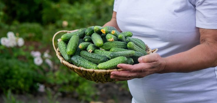 woman farmer holding a basket of cucumbers in the garden. Selective focus. Nature