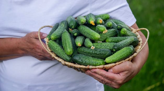 woman farmer holding a basket of cucumbers in the garden. Selective focus. Nature