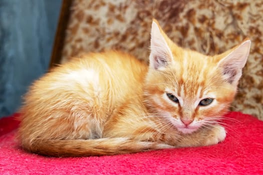 Little red kitten lying on a chair close up