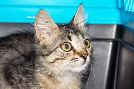 One small tabby gray kitten, close up portrait