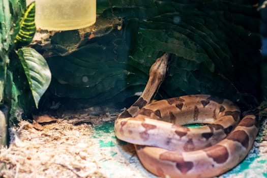 Small brown snake in a terrarium close up