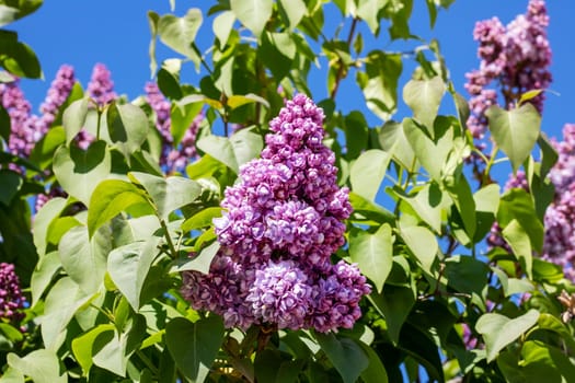 Purple lilac flowers among green leaves close up