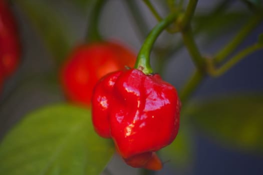 The Carolina reaper chili (Capsicum chinense) is notorius for its extreme heat