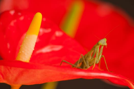 Macro image of a Common Green Mantid (Sphodromantis gastrica) on a red Anthurium (Anthurium andreanum) flower