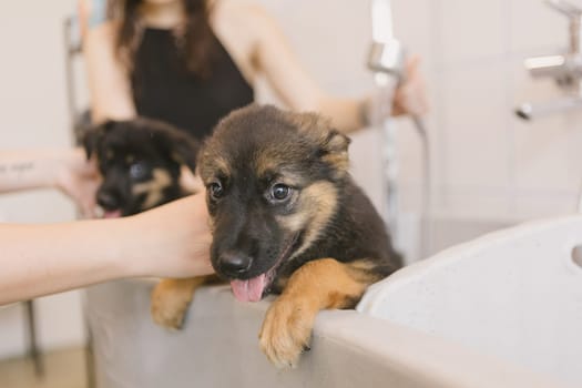 Two wet cute and beautiful puppy dogs bath in the bathtub and washing. Pet groomer washing two puppy dog in grooming salon. Professional animal care service in vet clinic. Veterinarian washes puppy doggy. Shallow dof.