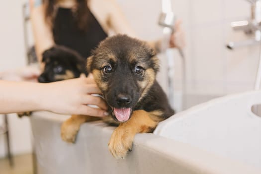 Two wet cute and beautiful puppy dogs bath in the bathtub and washing. Pet groomer washing two puppy dog in grooming salon. Professional animal care service in vet clinic. Veterinarian washes puppy doggy. Shallow dof.