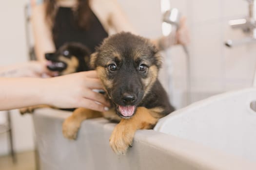 Two wet cute and beautiful puppy dogs bath in the bathtub and washing. Pet groomer washing two puppy dog in grooming salon. Professional animal care service in vet clinic. Veterinarian washes puppy doggy. Shallow dof.