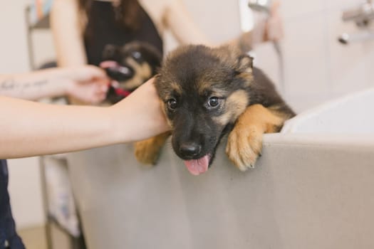 Two wet cute and beautiful puppy dogs bath in the bathtub and washing. Pet groomer washing two puppy dog in grooming salon. Professional animal care service in vet clinic. Veterinarian washes puppy doggy. Shallow dof.