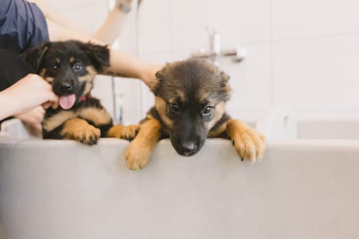 Two wet cute and beautiful puppy dogs bath in the bathtub and washing. Pet groomer washing two puppy dog in grooming salon. Professional animal care service in vet clinic. Veterinarian washes puppy doggy. Shallow dof.