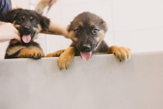 Two wet cute and beautiful puppy dogs bath in the bathtub and washing. Pet groomer washing two puppy dog in grooming salon. Professional animal care service in vet clinic. Veterinarian washes puppy doggy. Shallow dof.