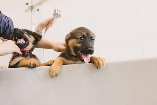 Two wet cute and beautiful puppy dogs bath in the bathtub and washing. Pet groomer washing two puppy dog in grooming salon. Professional animal care service in vet clinic. Veterinarian washes puppy doggy. Shallow dof.