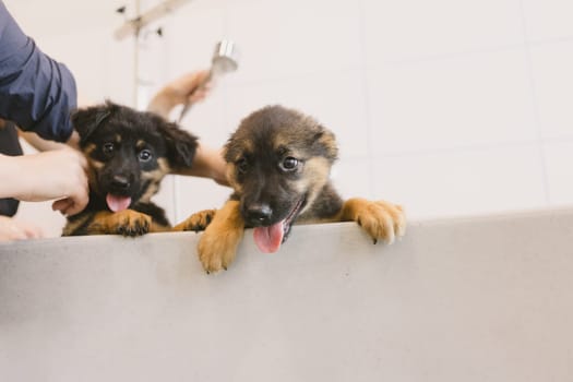 Two wet cute and beautiful puppy dogs bath in the bathtub and washing. Pet groomer washing two puppy dog in grooming salon. Professional animal care service in vet clinic. Veterinarian washes puppy doggy. Shallow dof.