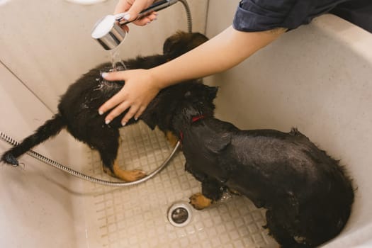 Two wet cute and beautiful puppy dogs bath in the bathtub and washing. Pet groomer washing two puppy dog in grooming salon. Professional animal care service in vet clinic. Veterinarian washes puppy doggy. Shallow dof.